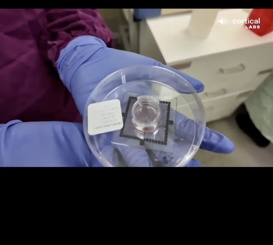 Chip CL1 da Cortical Labs com neurônios humanos cultivados sobre a matriz de eletrodos
