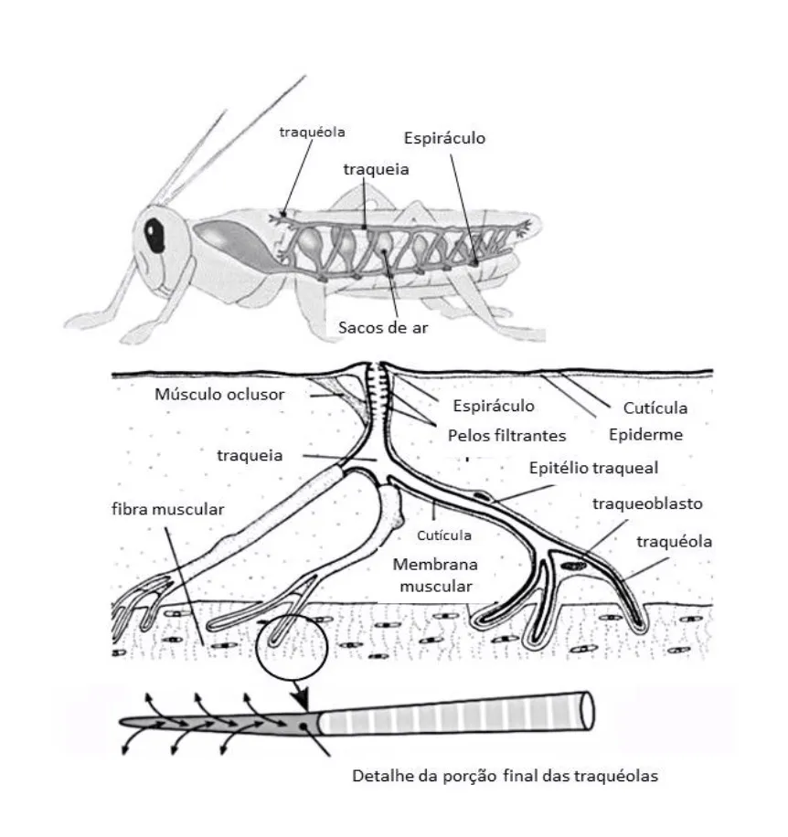 Diagrama do sistema respiratório traqueal dos insetos, mostrando espiráculos, traqueias e traquéolos