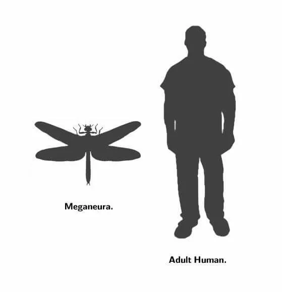 Comparação de tamanho entre um griffinfly e um humano adulto